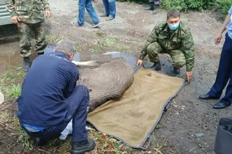 Лосенка вытащили из ямы спасатели в Усть-Каменогорске
