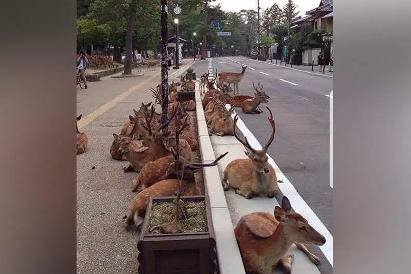 Опустевшие от вируса города захватили дикие животные