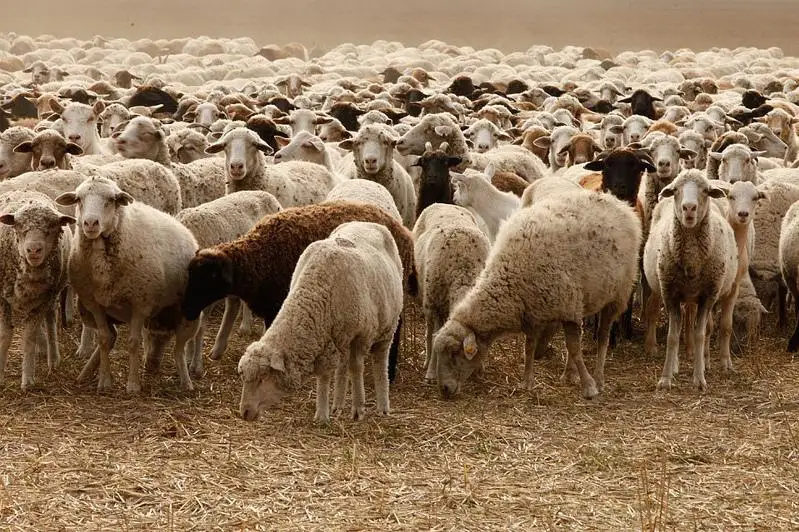 Пострадавшее от овечьей оспы хозяйство в Атырауской области получит компенсацию