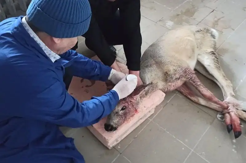 Раненая косуля в Нур-Султане осталась под наблюдением ветеринаров