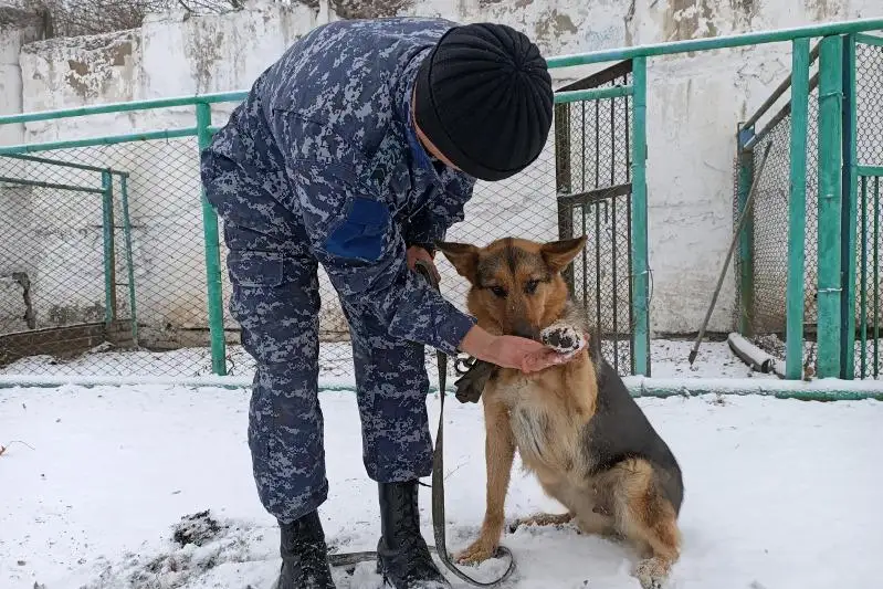 Судьба уличного пса круто изменилась после поступления на службу в ОВД