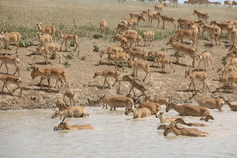 Запрет на использование сайгаков продлили до 2023 года в Казахстане