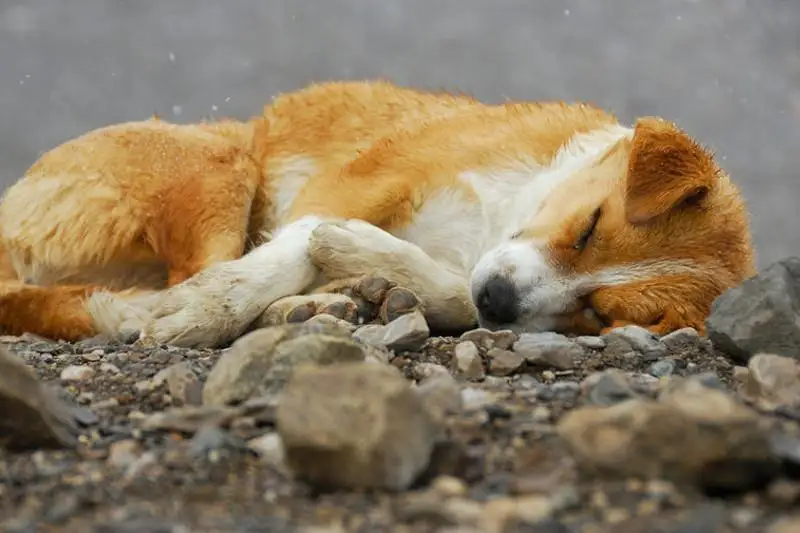 Когда внесут в Парламент законопроект о защите животных