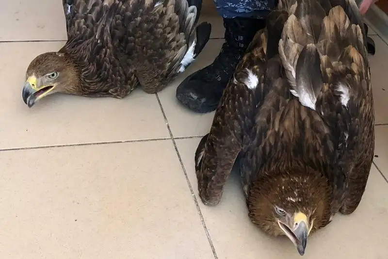 Двух краснокнижных орлов изъяли у сельчанина в Туркестанской области