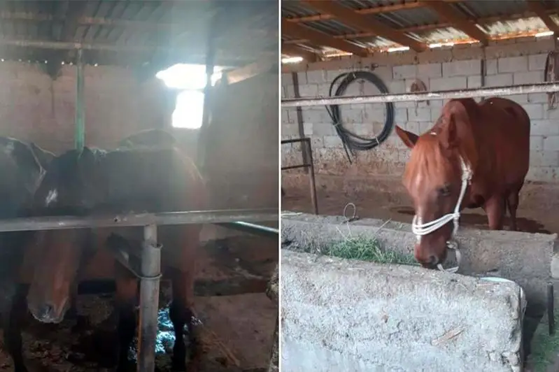 Укравшего лошадей на 12 миллионов тенге сельчанина задержала полиция Алматинской области