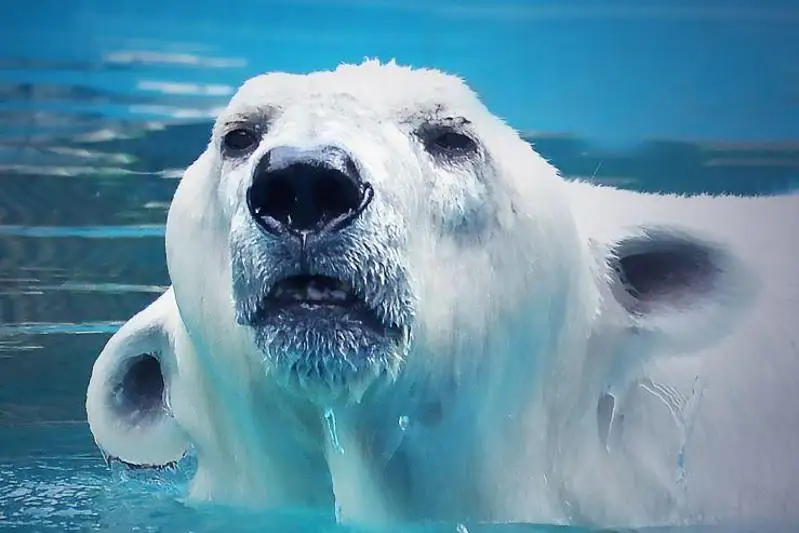 В алматинском зоопарке усыпили белого медведя Алькора
