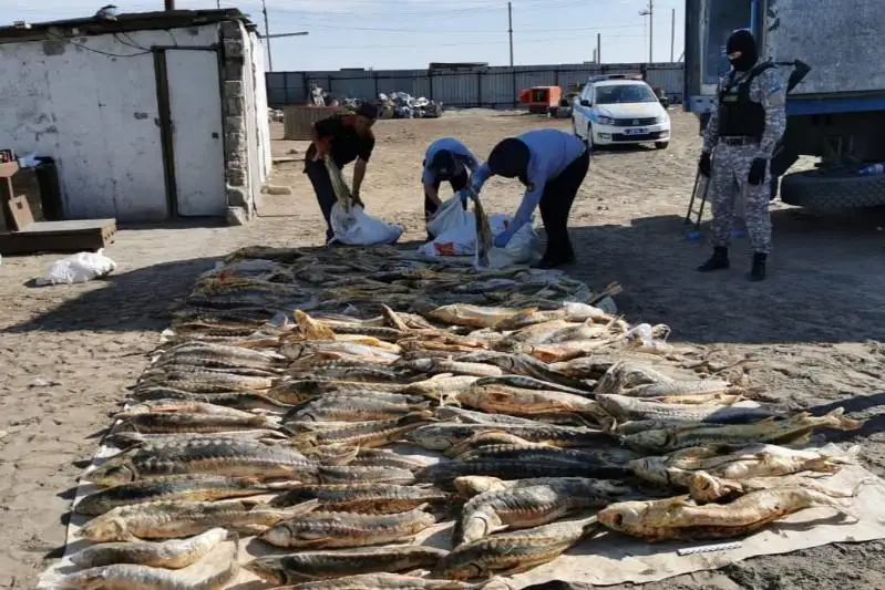 Браконьеры с крупной партией осетровых задержаны в Атырауской области