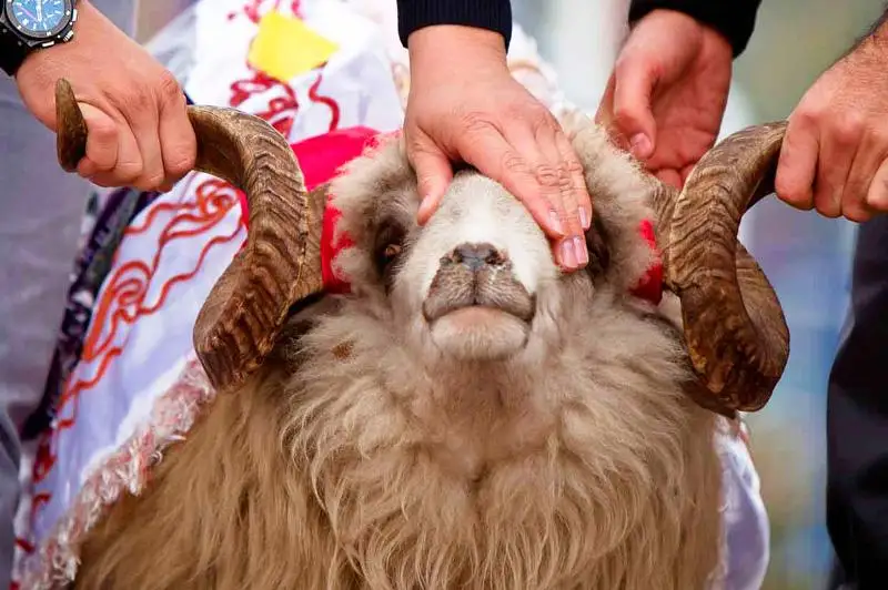 Где можно резать скот на Курбан-Айт в столице