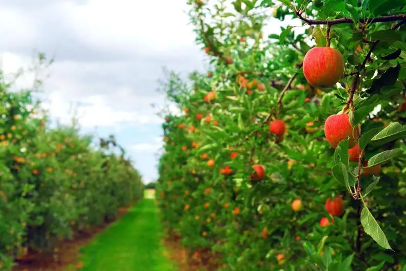 Касым-Жомарт Токаев поручил взять на особый контроль яблоневые сады близ Алматы