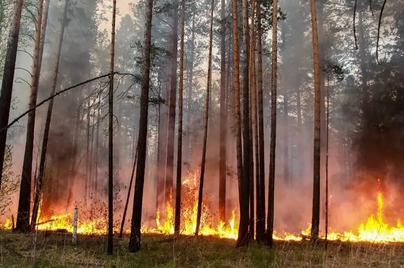 Площадь лесных пожаров в Иркутской области РФ за сутки сократилась до 802 га