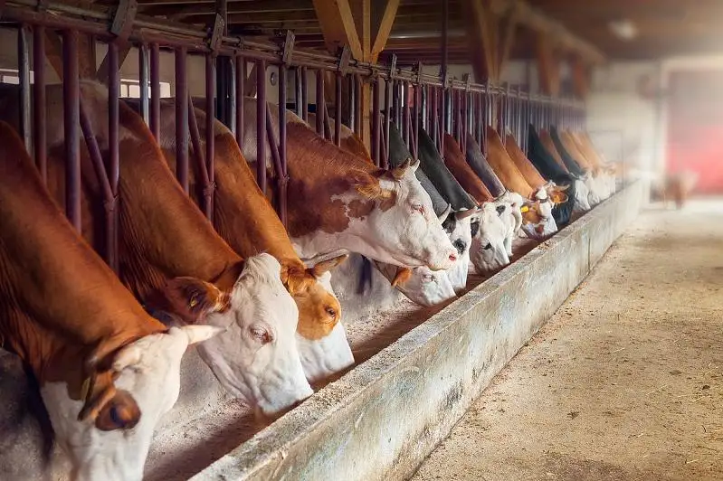 ЗКО занимает третье место в Казахстане по разведению племенных пород крупнорогатого скота