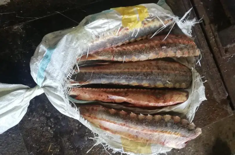 ОПМ «Браконьер»: 95 кг рыбы осетровых пород изъяли транспортные полицейские