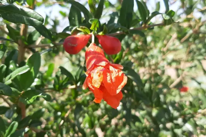 Тропические фрукты выращивают в Туркестанской области