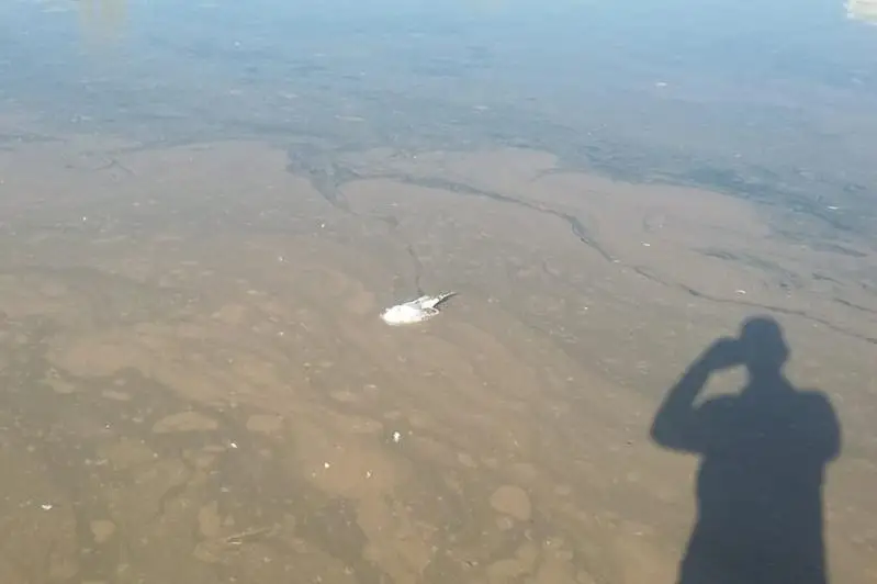 Река Акбулак в Нур-Султане загрязнена несвойственными воде примесями - Казгидромет