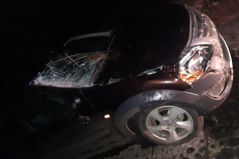 Бродячий скот стал причиной аварий на трассе в СКО