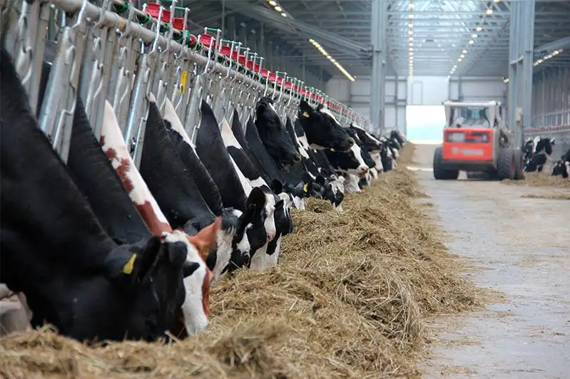 На недоработки по развитию животноводства указал аким СКО