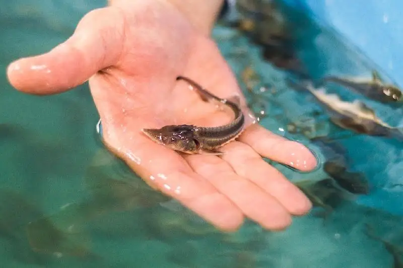 В Атырау в Урал выпустят 7 млн мальков осетровых