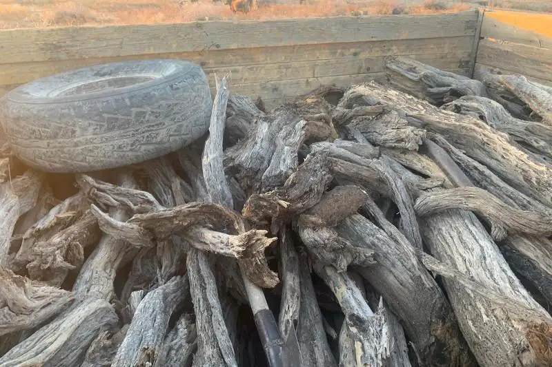 Перевозчика краснокнижного саксаула задержали в Жамбылской области