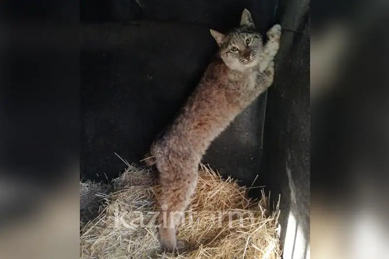 Пойманную в Семее рысь временно поселили в биологическом центре