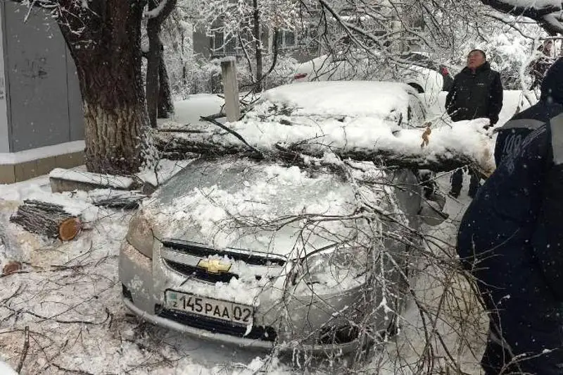 Более 50 автомашин повредили упавшие под тяжестью снега деревья в Алматы