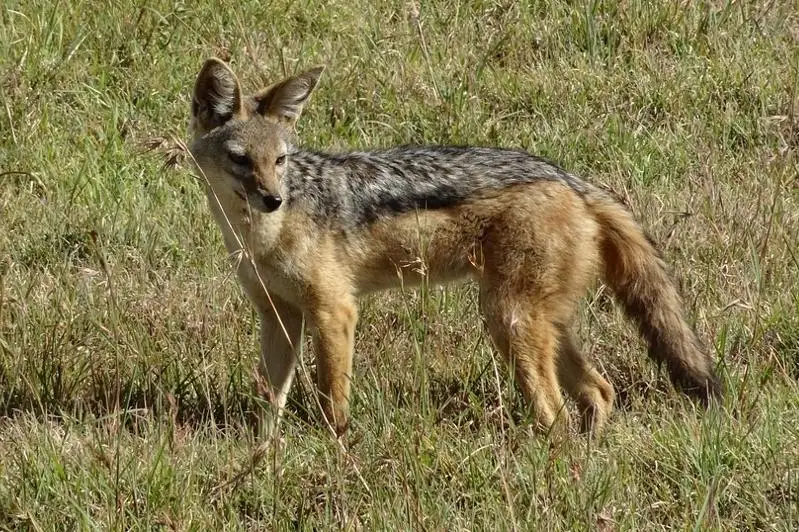 В Казахстане утвердили лимит на регулирование численности волка и шакала