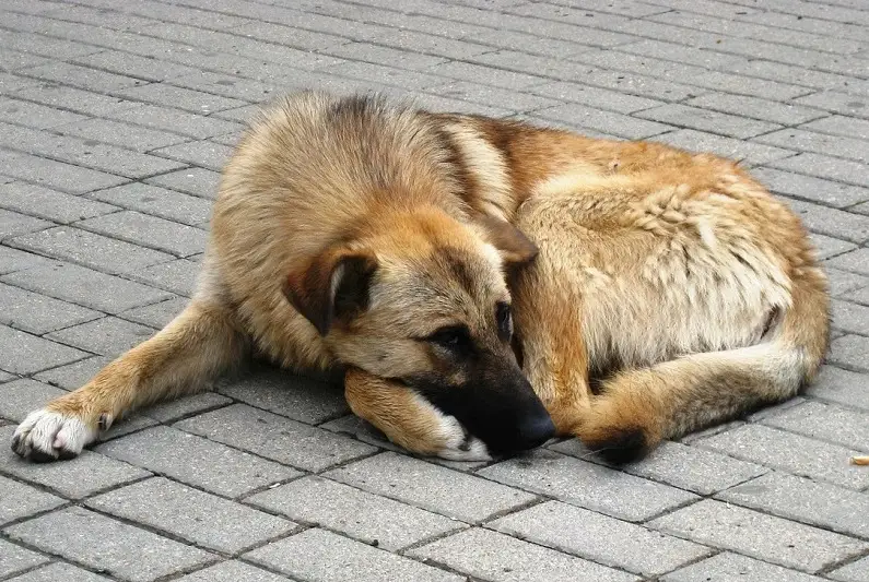 10 тысяч бродячих животных уничтожили в СКО