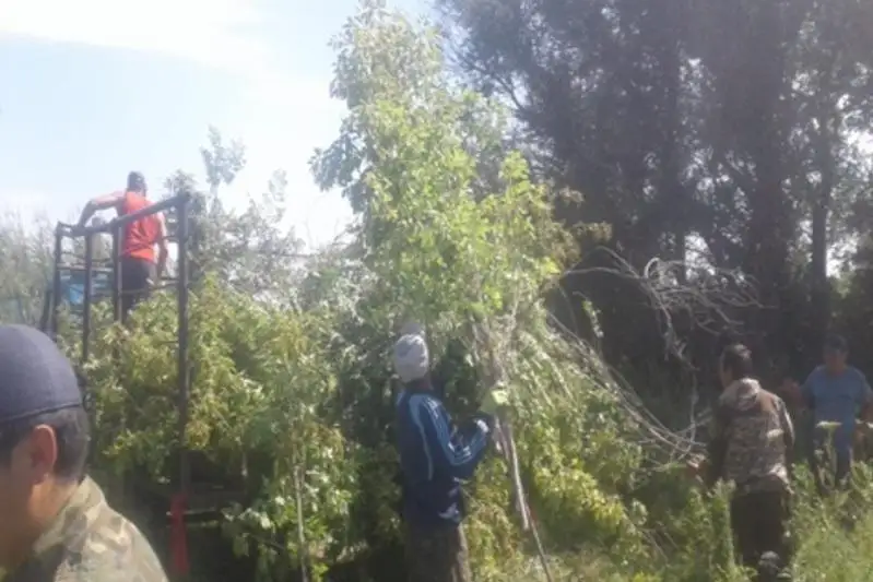 Яблоневый сад возродили в Павлодарской области на средства гранта