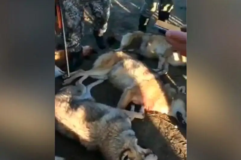 Видео об убитых в СКО волках распространяется в соцсетях