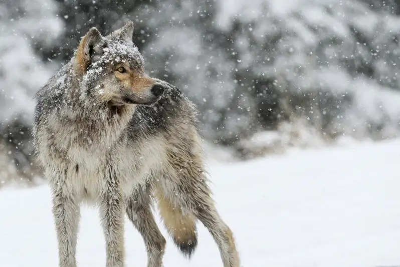 Егерская служба вовремя ликвидировала зверя - Комитет лесного хозяйства о появлении волка в Павлодарской области