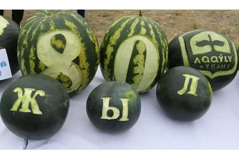 Более 80 тонн бахчевых собрали в Павлодарской области