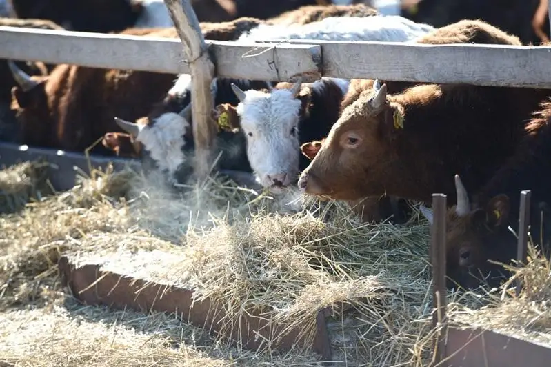 В СКО увеличилось число неблагополучных по бруцеллезу населенных пунктов