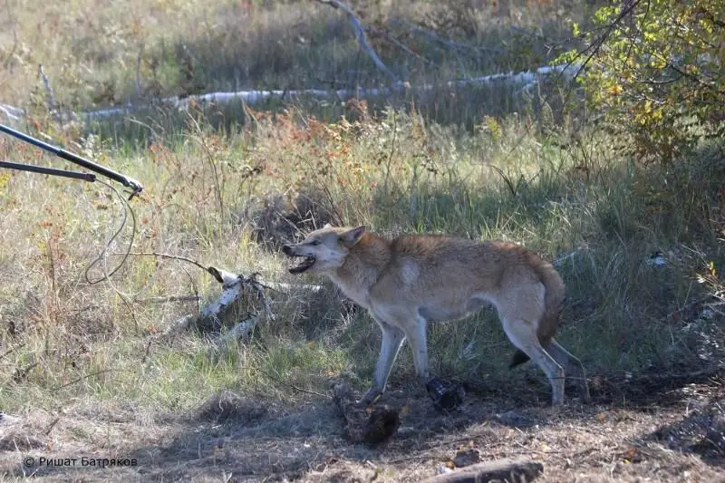 Волчицу пометили GPS-передатчиком в Наурзуме