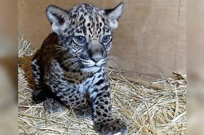 Малышку-ягуара в зоопарке Алматы назвали Австралией
