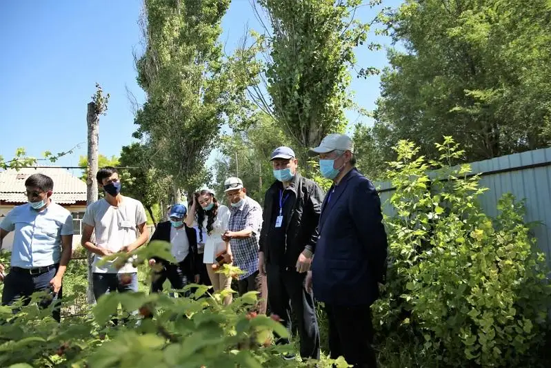 Заняться ягодным бизнесом советует сельчанам Бердибек Сапарбаев