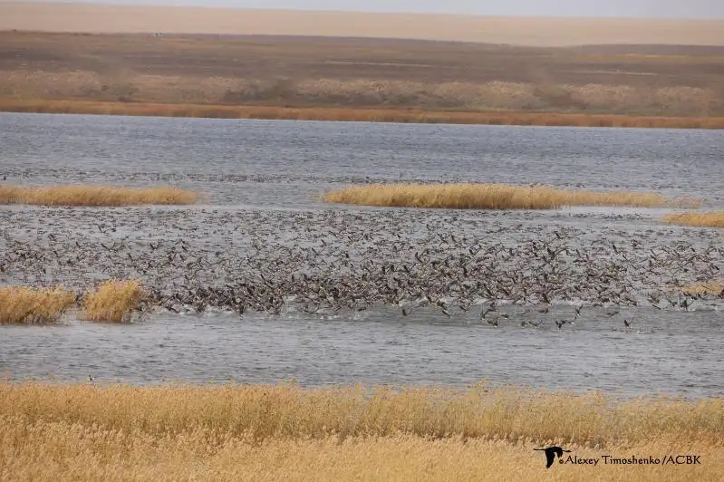 Более миллиона гусей зафиксировано на осеннем пролёте в Костанайской области