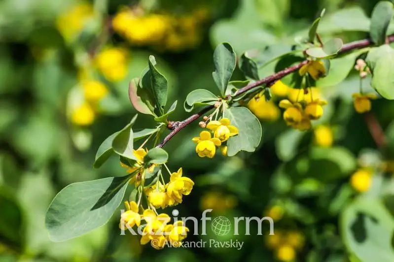 Теплая погода без осадков ожидается в Казахстане 10 июня