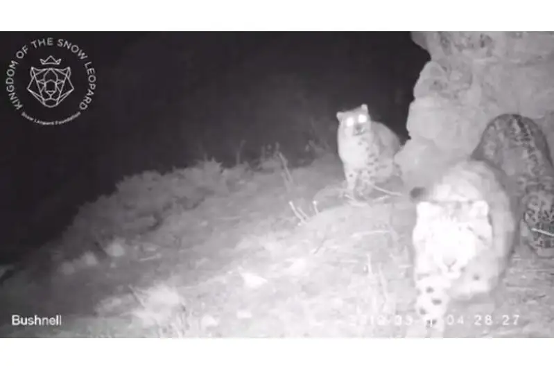 Самка снежного барса с котятами попала на видео в горах близ Алматы