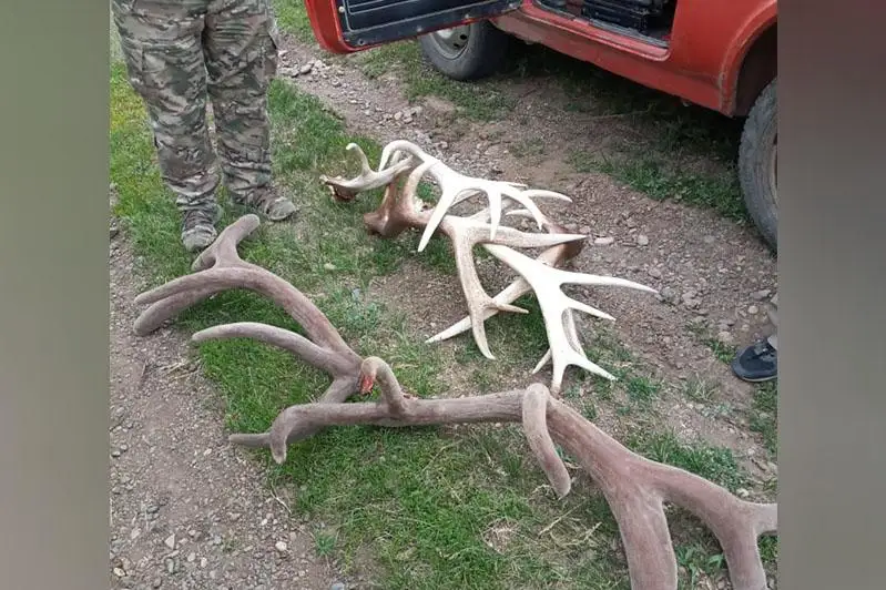 Марала застрелил житель ВКО