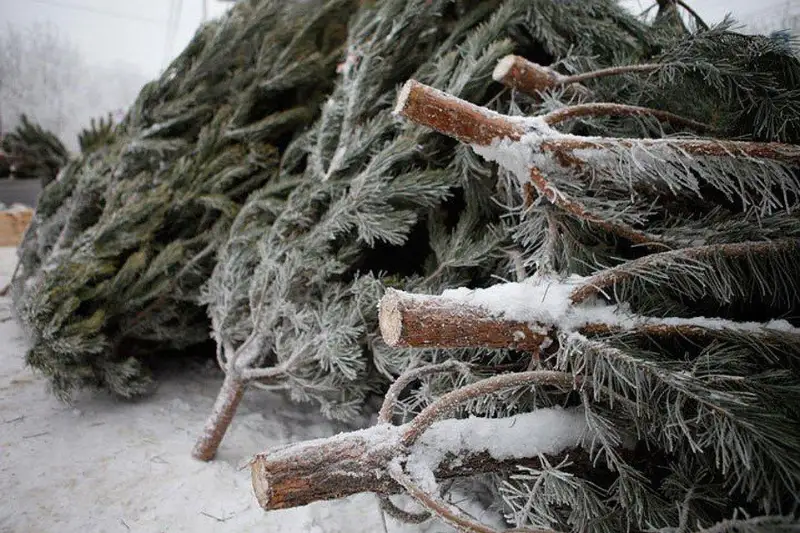 Рейды по борьбе с незаконной вырубкой хвойных деревьев стартовали в «Семей орманы»