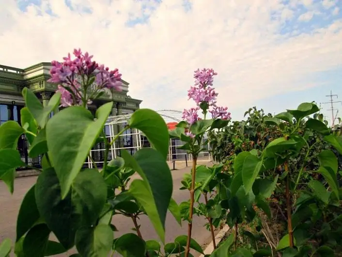 В Таразе неожиданно зацвела сирень