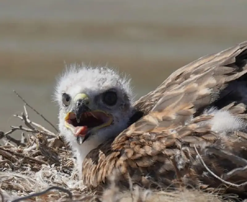 Птенца степного орла сфотографировали в Мангистауской области