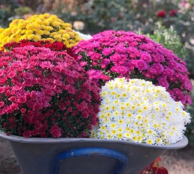 На полмиллиона тенге озеленили Уральск в этом году