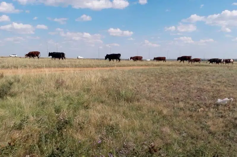 Стадо коров паслось на объездной трассе в Нур-Султане