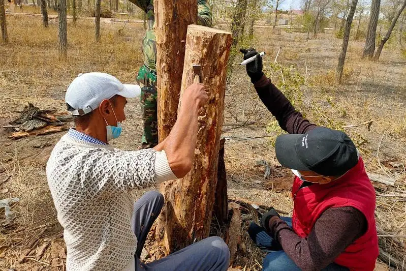 Высохшие деревья превратят в сказочных героев в Балхаше