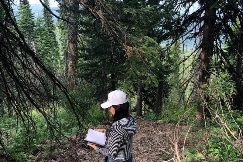 Как спутники ДЗЗ определили статус вырубки зеленого массива близ Алматы