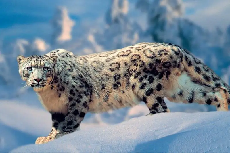 130 особей в Казахстане: в мире отмечают день снежного барса