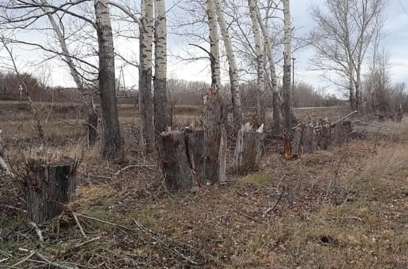 Свыше 300 деревьев вырубили неизвестные в ВКО