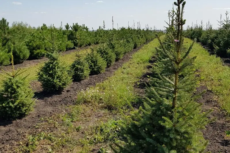 Более 2,5 тыс. гектар озеленила Акмолинская область на окраинах столицы