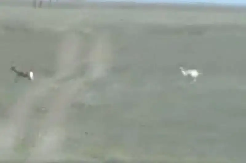 Редчайшего джейрана-альбиноса засняли в Казахстане на камеру