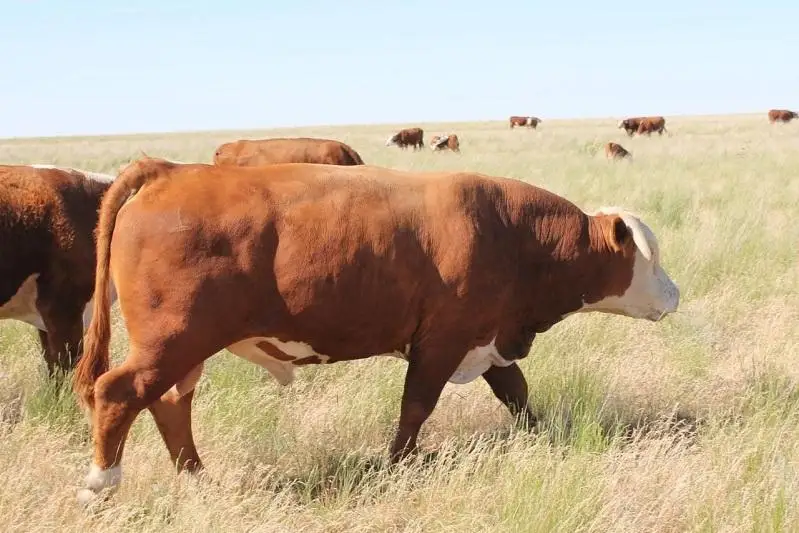 Программа «Еңбек»: на 76 млн тенге прокредитовали предпринимателей Чингирлауского района ЗКО